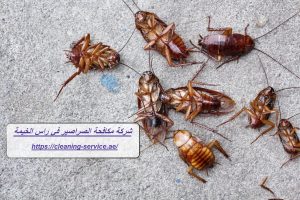 شركة مكافحة الصراصير في راس الخيمة