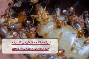 شركة مكافحة النمل في الشارقة