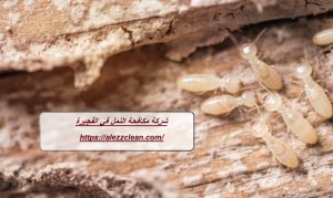 شركة مكافحة النمل في الفجيرة