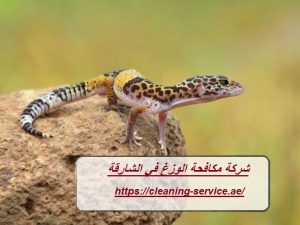 شركة مكافحة الوزغ في الشارقة