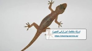 شركة مكافحة الوزغ في الفجيرة