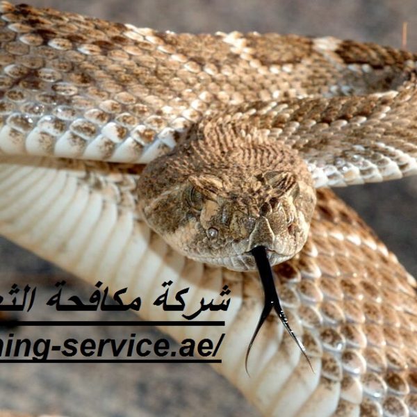 شركة مكافحة الثعابين فى دبي