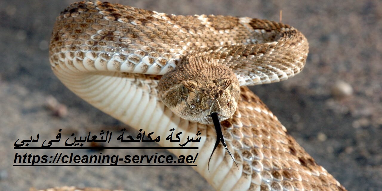 شركة مكافحة الثعابين فى دبي
