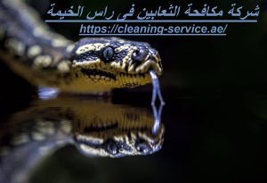شركة مكافحة الثعابين فى راس الخيمة
