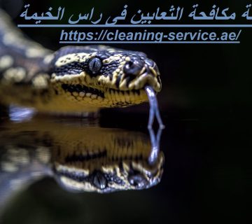شركة مكافحة الثعابين فى راس الخيمة