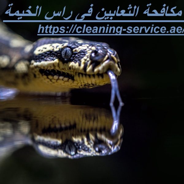 شركة مكافحة الثعابين فى راس الخيمة