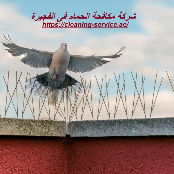 شركة مكافحة الحمام فى الفجيرة