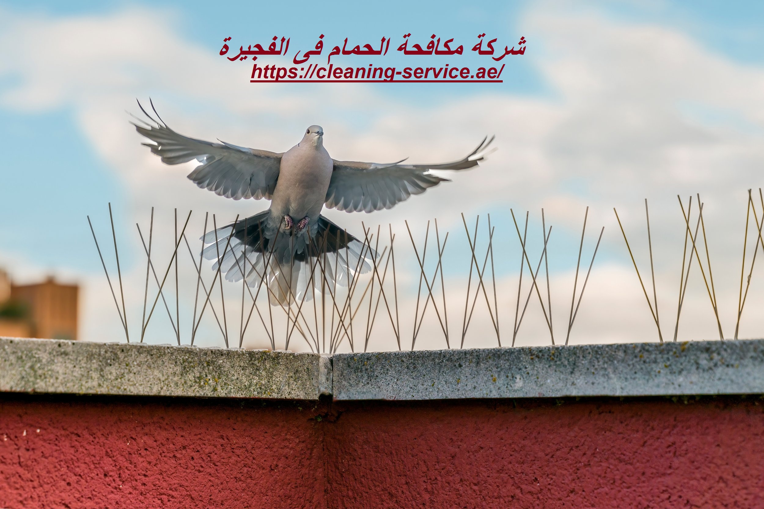 شركة مكافحة الحمام فى الفجيرة