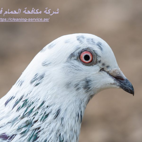 شركة مكافحة الحمام فى دبي