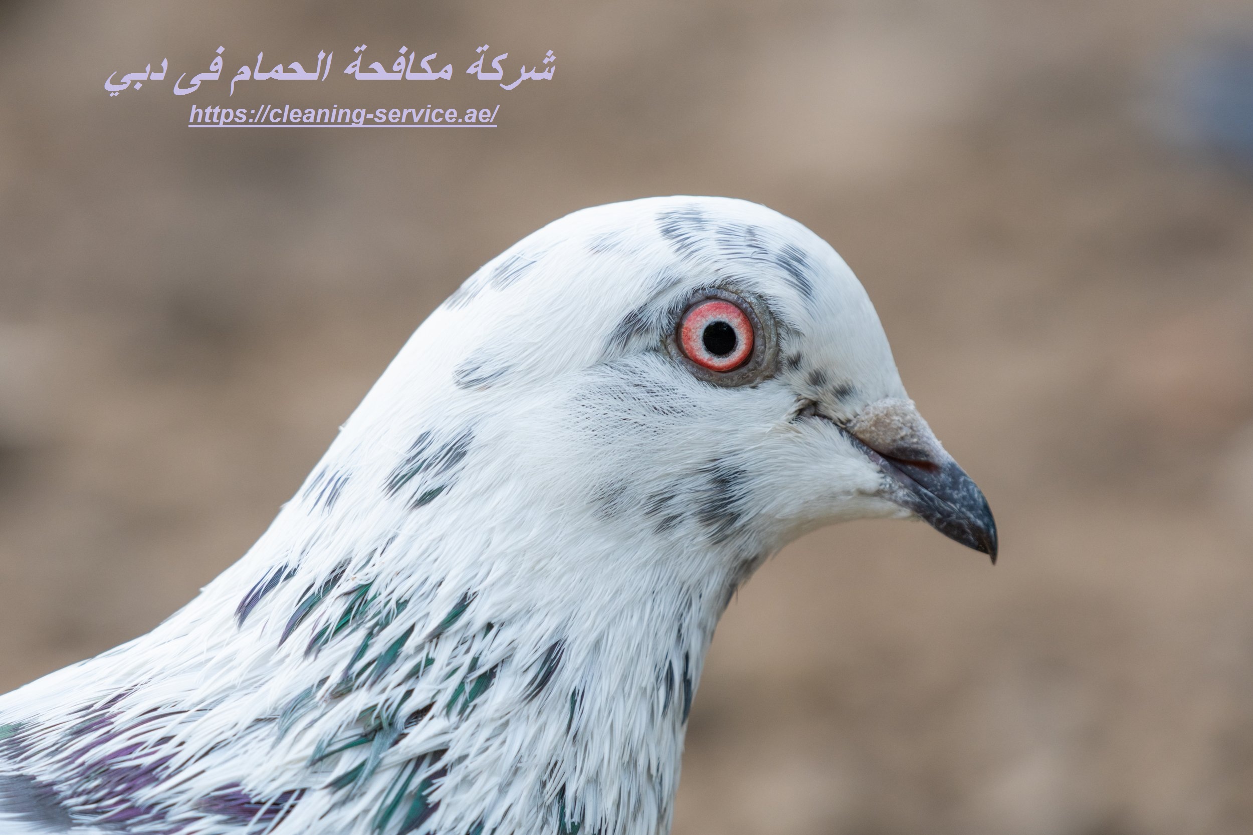 شركة مكافحة الحمام فى دبي