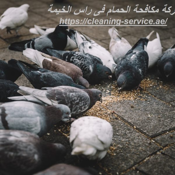 شركة مكافحة الحمام فى راس الخيمة