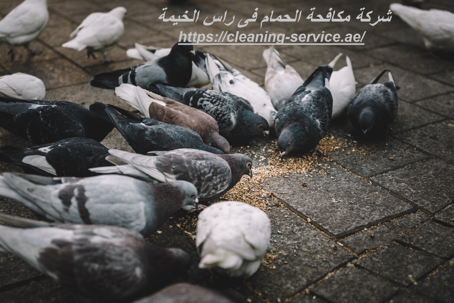 شركة مكافحة الحمام فى راس الخيمة