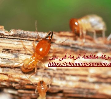 شركة مكافحة الرمة فى دبي