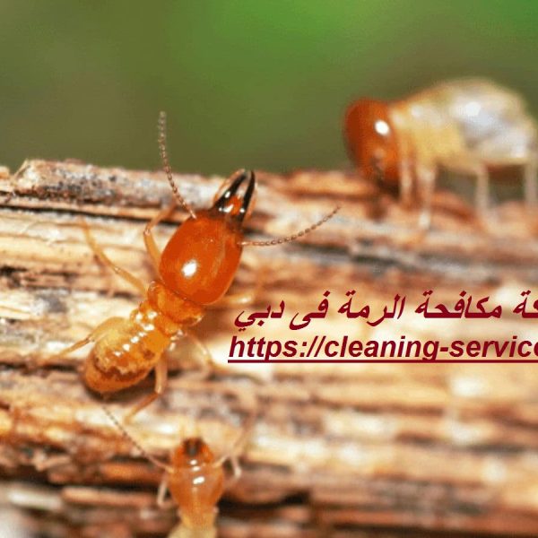 شركة مكافحة الرمة فى دبي