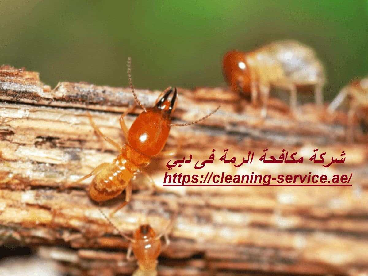 شركة مكافحة الرمة فى دبي