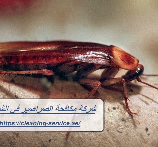 شركة مكافحة الصراصير في الشارقة