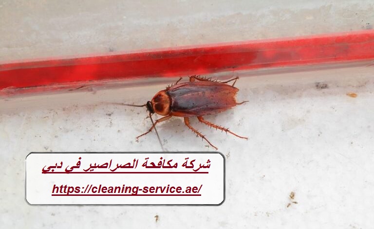 شركة مكافحة الصراصير في دبي