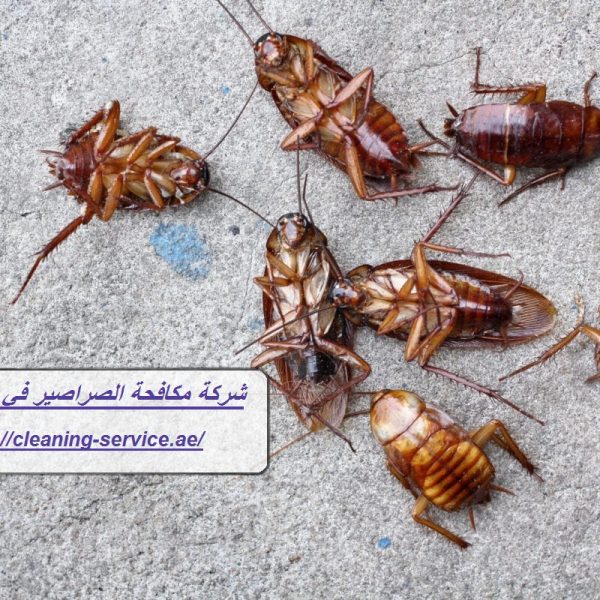 شركة مكافحة الصراصير في راس الخيمة