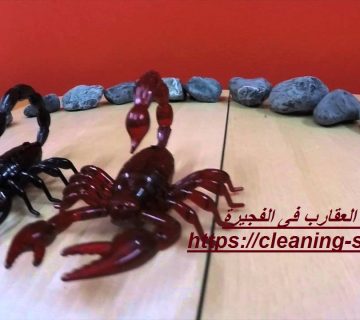 شركة مكافحة العقارب فى الفجيرة