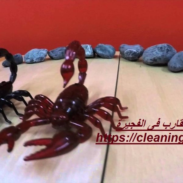 شركة مكافحة العقارب فى الفجيرة