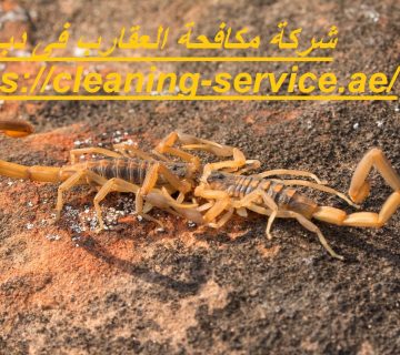 شركة مكافحة العقارب فى دبي