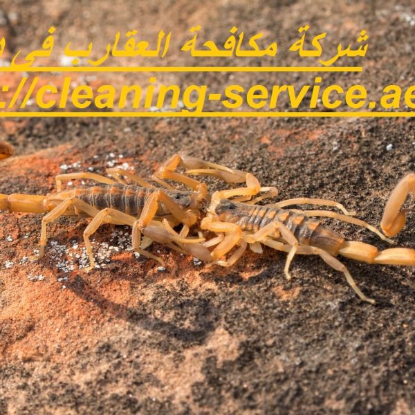 شركة مكافحة العقارب فى دبي