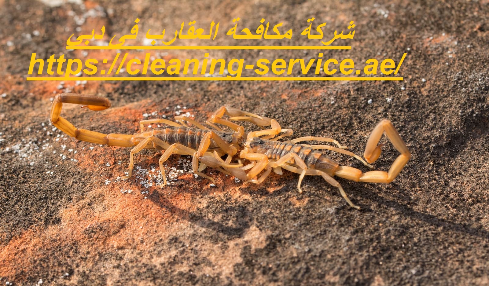 شركة مكافحة العقارب فى دبي