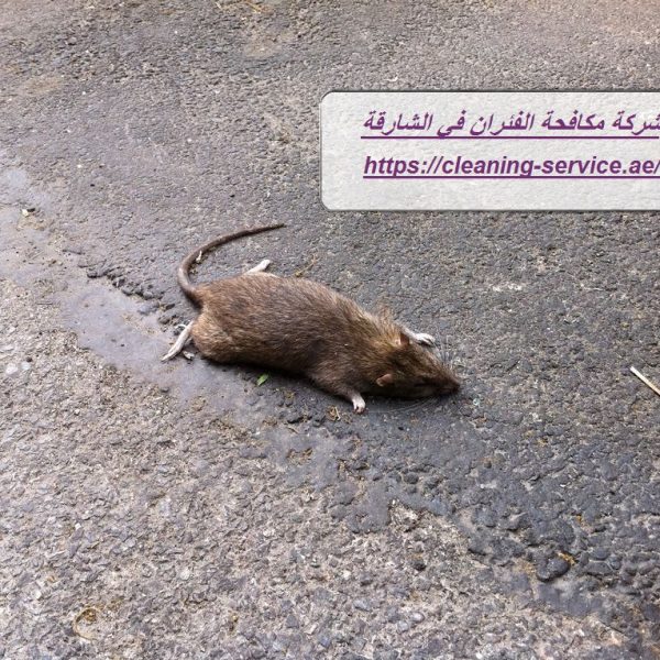 شركة مكافحة الفئران في الشارقة