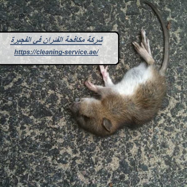 شركة مكافحة الفئران في الفجيرة
