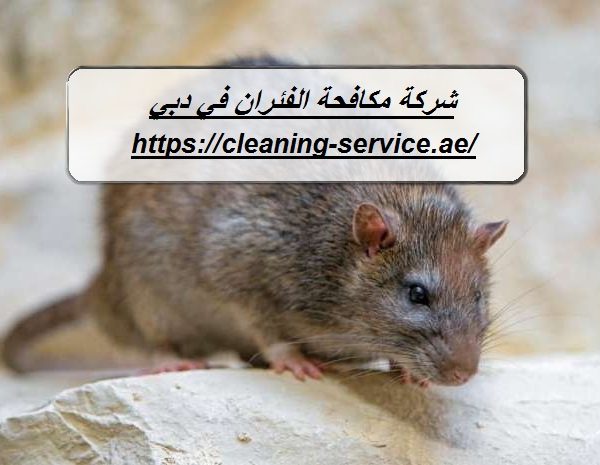 شركة مكافحة الفئران في دبي