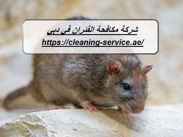 شركة مكافحة الفئران في دبي