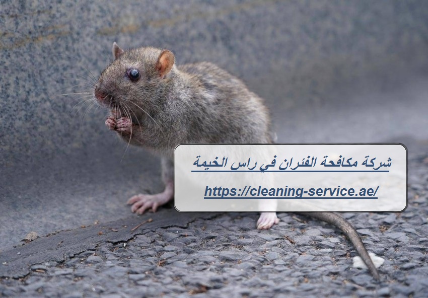 شركة مكافحة الفئران في راس الخيمة