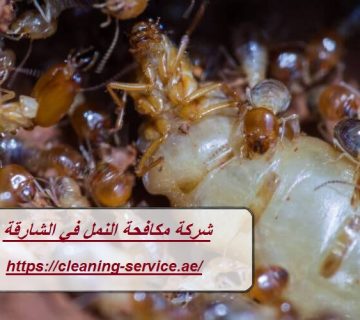 شركة مكافحة النمل في الشارقة