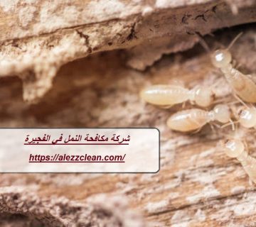 شركة مكافحة النمل في الفجيرة
