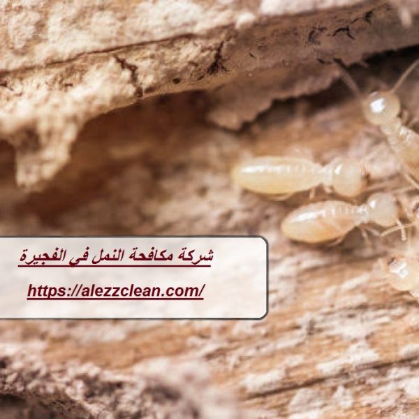 شركة مكافحة النمل في الفجيرة