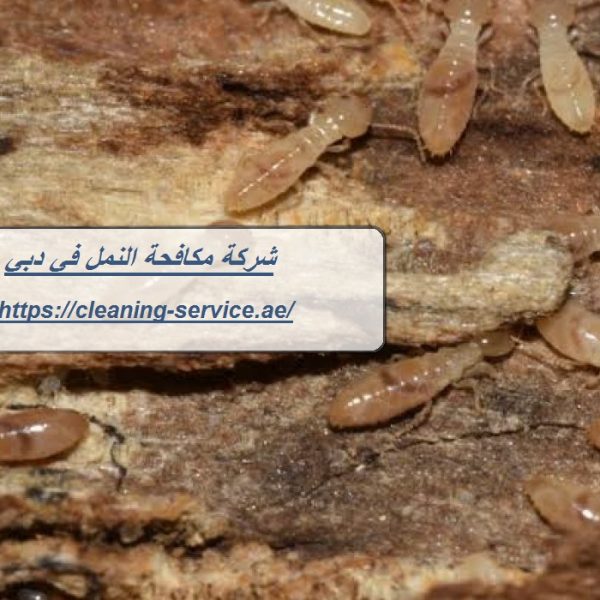 شركة مكافحة النمل في دبي