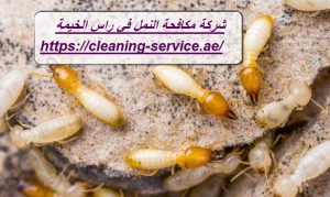 شركة مكافحة النمل في راس الخيمة