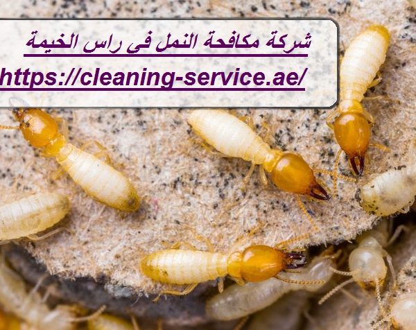 شركة مكافحة النمل في راس الخيمة