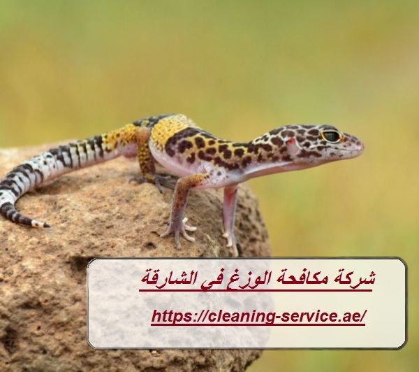 شركة مكافحة الوزغ في الشارقة