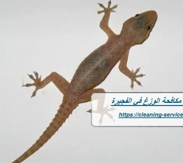 شركة مكافحة الوزغ في الفجيرة