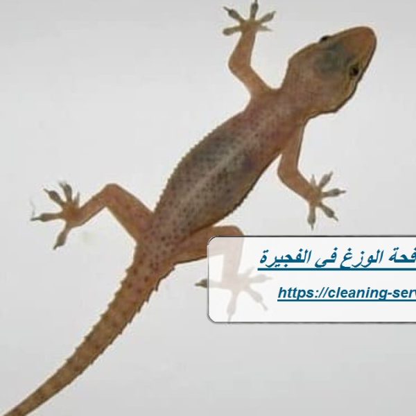 شركة مكافحة الوزغ في الفجيرة