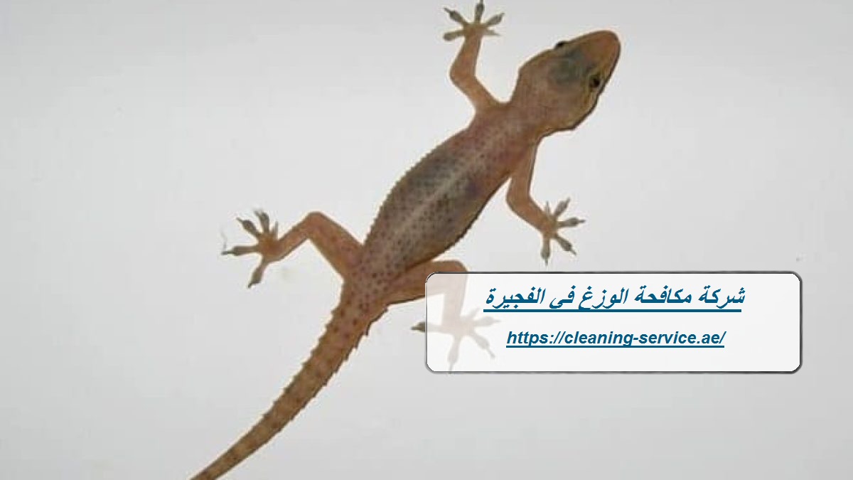 شركة مكافحة الوزغ في الفجيرة