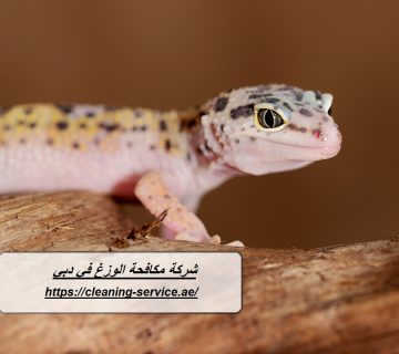 شركة مكافحة الوزغ في دبي