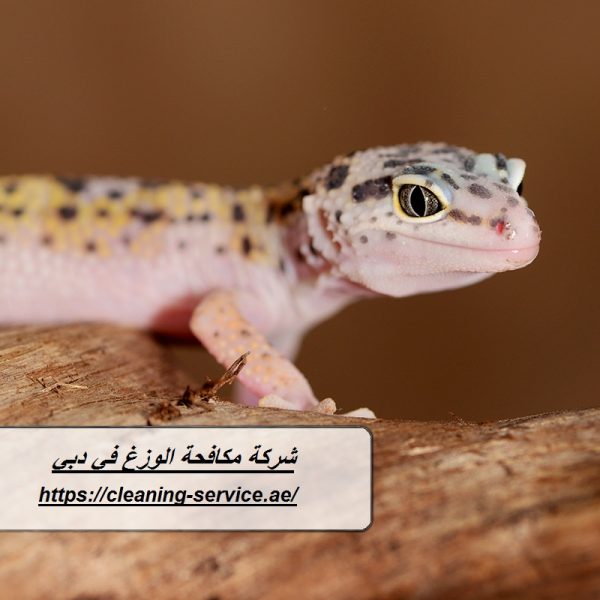 شركة مكافحة الوزغ في دبي