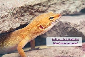 شركة مكافحة الوزغ في راس الخيمة
