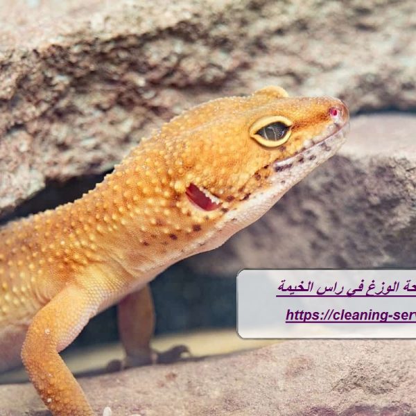 شركة مكافحة الوزغ في راس الخيمة