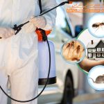 شركة مكافحة حشرات في القرائن