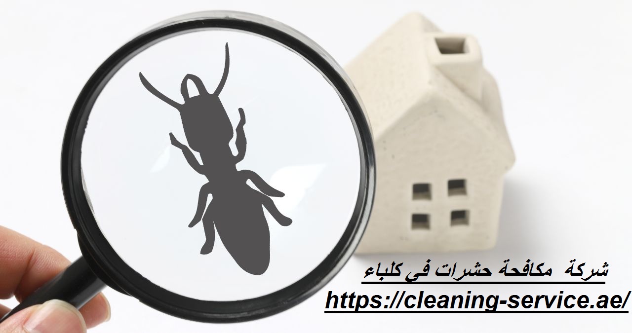 شركة مكافحة حشرات في كلباء